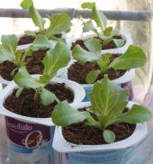 Imatge de complement