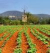camp cultivat, agafada d'internet