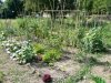 Hort ecològic