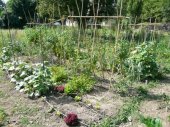 Hort ecològic