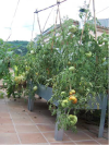 Hort urbà