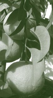 Hort ecològic