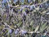 Agroecologia